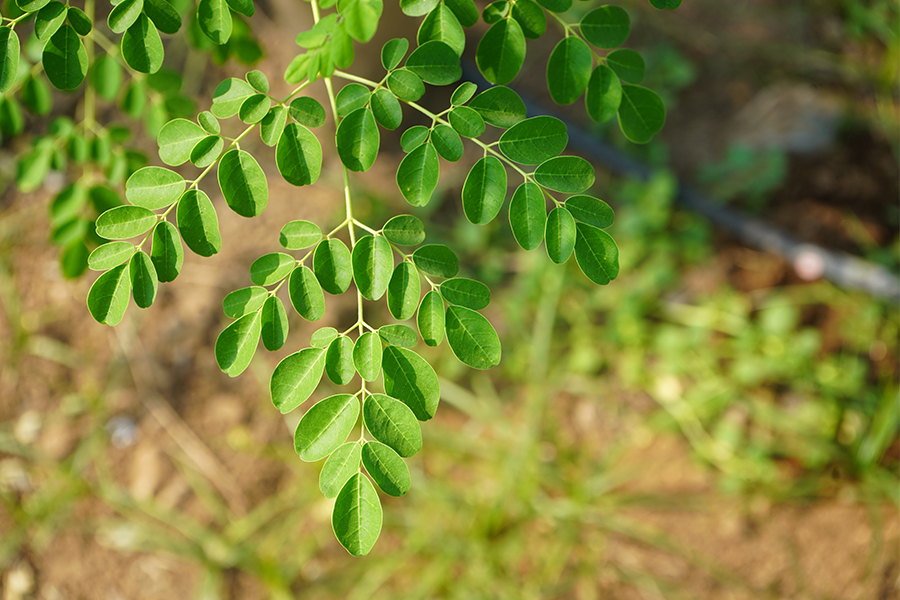 About Us - Grenera |Botanical Supplements|Bulk|Highest Quality