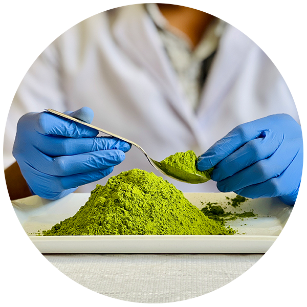 Where To Buy Moringa Powder In Florida