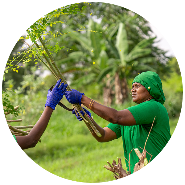 Moringa Farms