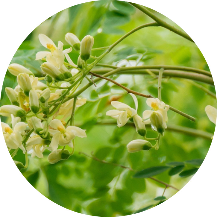 What Is The Best Company For Moringa