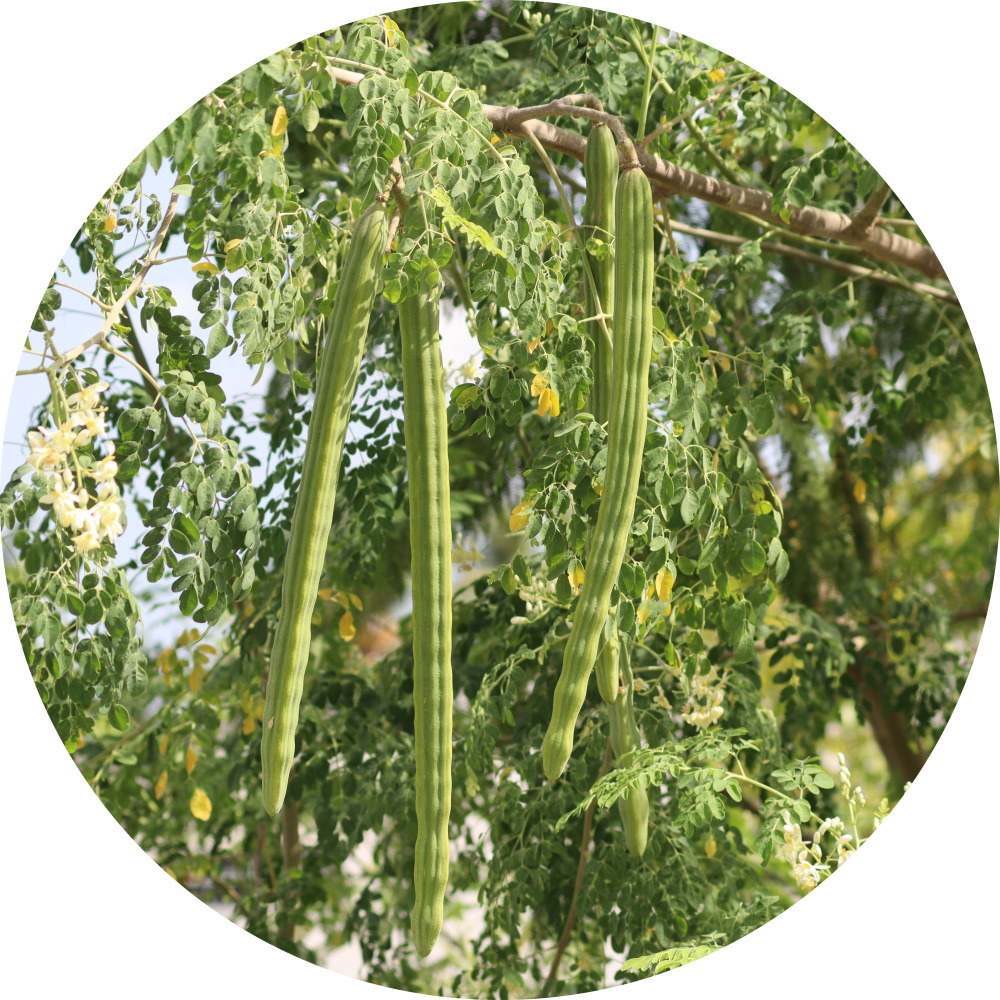 Bulk Organic Moringa Seeds Supplier