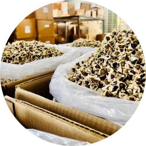 Bulk Organic Moringa Seeds Supplier 