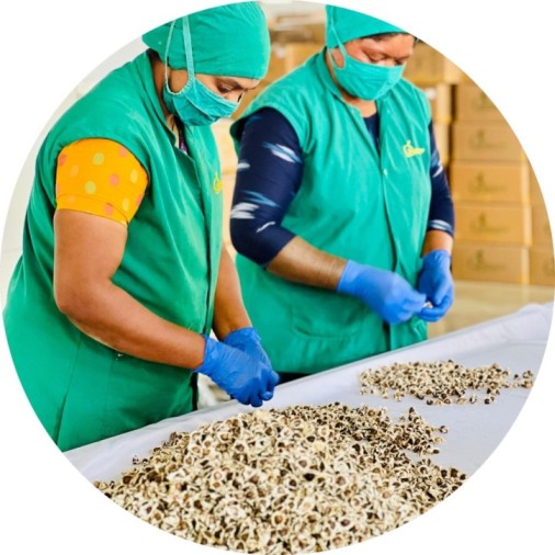 Bulk Organic Moringa Seeds Supplier