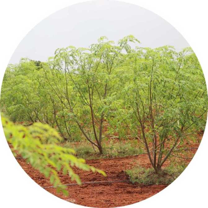 Wholesale Moringa Seeds For Buisnesses 4