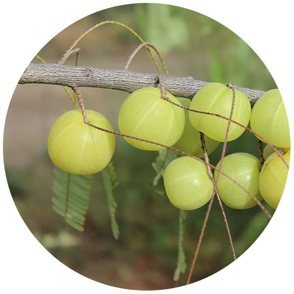 Organic Amla Powder 2