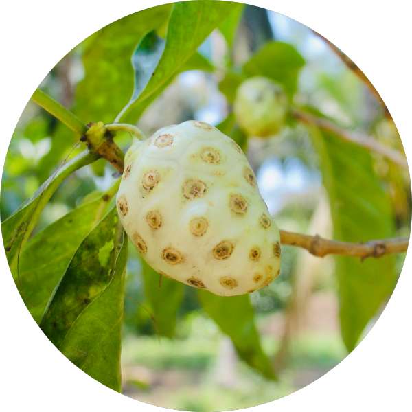 Organic Noni Tablets