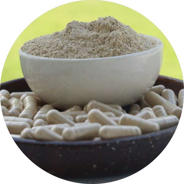 Organic Ashwagandha Capsules Manufacturer Wholesale Bulk Supplier 3