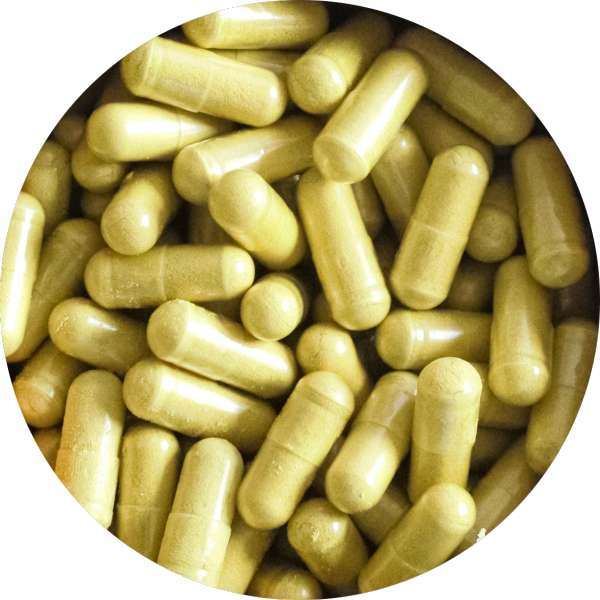 Organic Moringa Capsules Manufacturer Wholesale Bulk Supplier Exporter 2