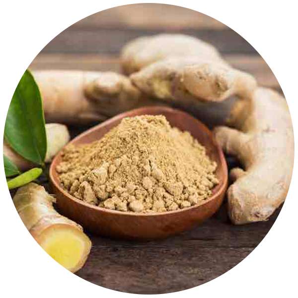 rganic Ginger Powder Manufacturer Wholesale Bulksupplier Exporter 3