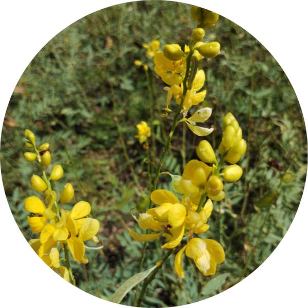 Organic Senna Leaf Powder Manufacturer Wholesale Bulk Supplier Exporter 7