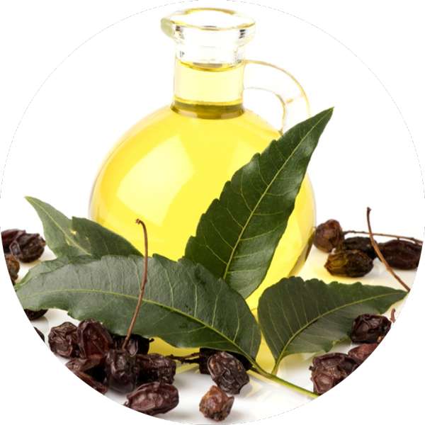 Neem Seed Oil Bulk Supplier Grenera Nutrients