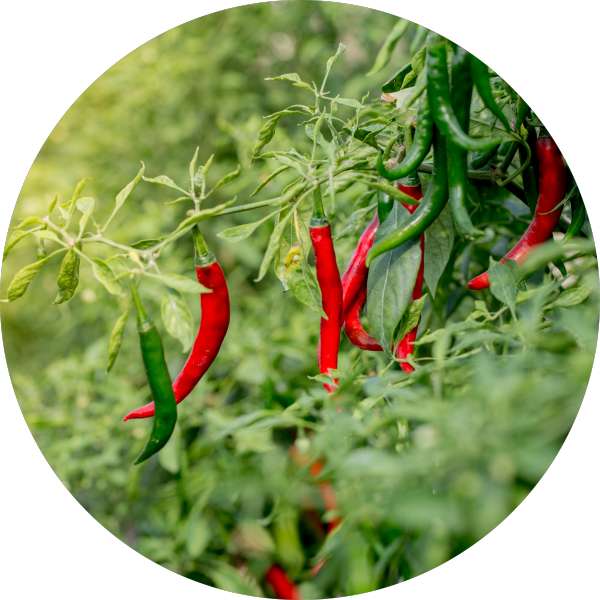 Challenges And Opportunities In Sustainable Chilli Sourcing 2