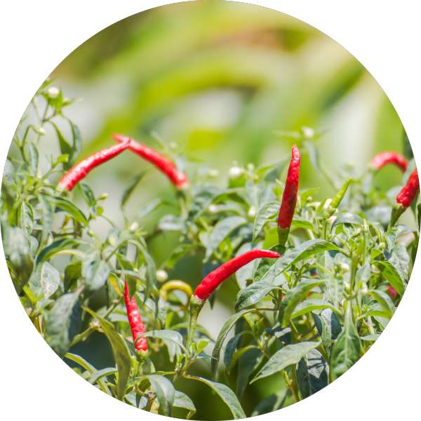 Organic Chilli Powder Manufacturer Wholesale Bulk Supplier Exporter 3