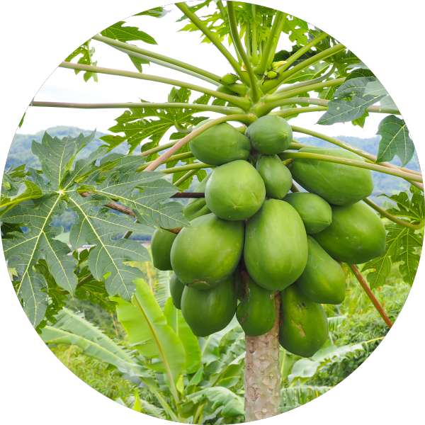 Wholesale Suppliers Of Green Papaya Powder In USA 1