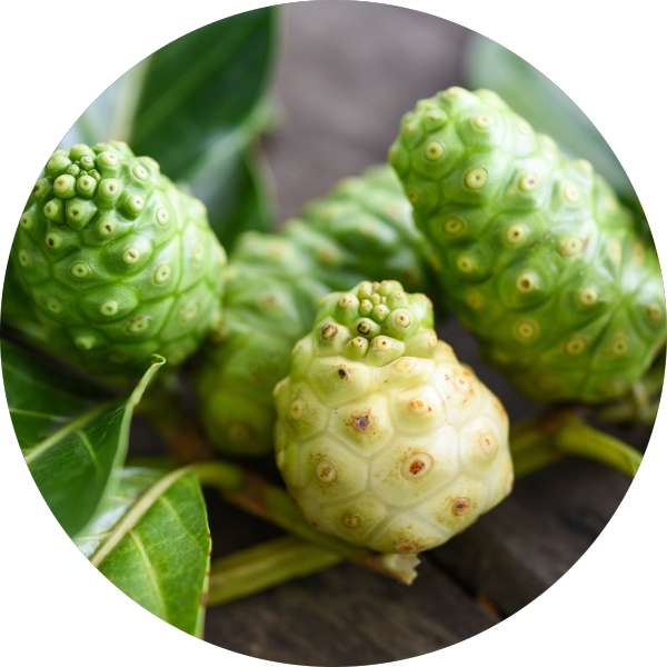 Manufacturer and Bulk Supplier of Sustainable Noni Products