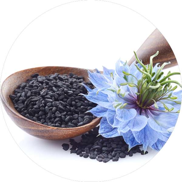 Organic Black Cumin Seeds Manufacturer Wholesale Bulk Supplier Exporter 2