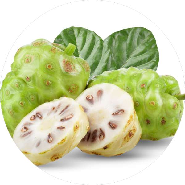 Where To Buy Noni Powder In Bulk 1