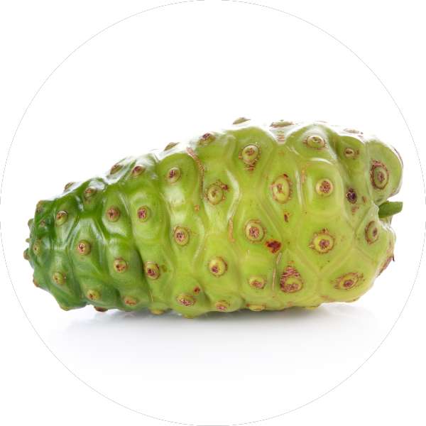 Wholesale Organic Noni Powder Manufacturer And Exporter 1