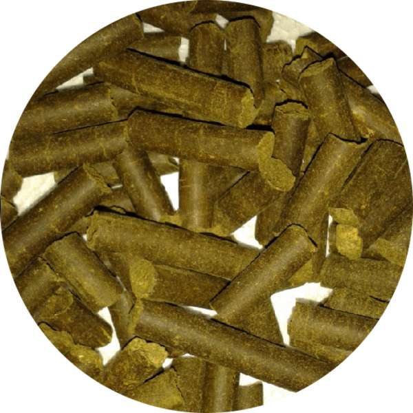 Organic Moringa Pellets Manufacturer Wholesale Bulk Supplier Exporter 1