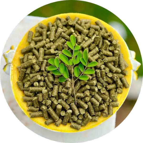 Organic Moringa Pellets Manufacturer Wholesale Bulk Supplier Exporter 3