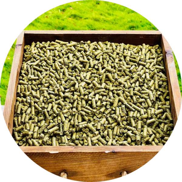 Organic Moringa Pellets Manufacturer Wholesale Bulk Supplier Exporter 4