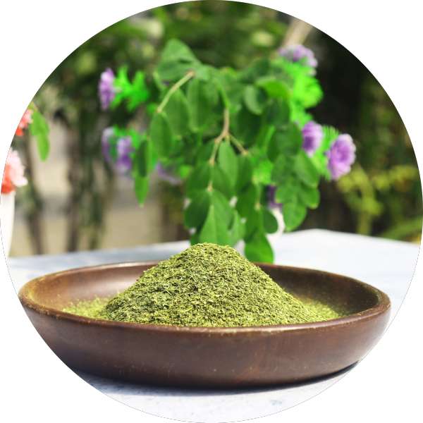 Organic Moringa Tea Cut Leaves Manufacturer Wholesale Bulk Supplier Exporter 1