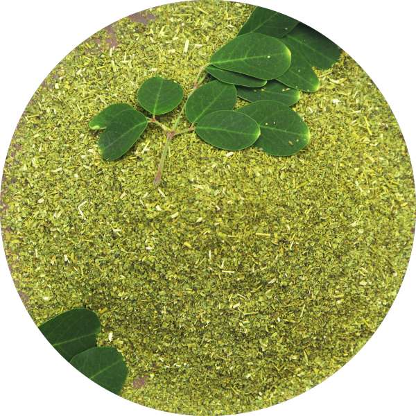 Organic Moringa Tea Cut Leaves Manufacturer Wholesale Bulk Supplier Exporter 5