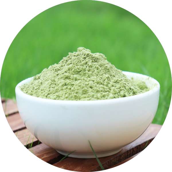 Organic Wheat Grass Powder Manufacturer Wholesale Bulk Supplier Exporter -Grenera Nutrients 1