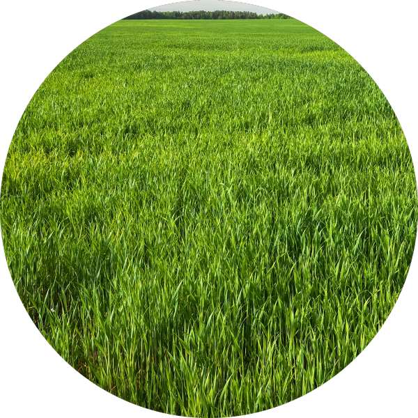 Organic Wheat Grass Powder Manufacturer Wholesale Bulk Supplier Exporter -Grenera Nutrients 3
